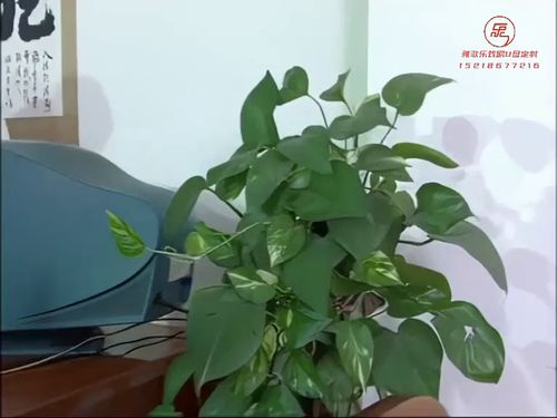 潮汕小品-辩术10秒