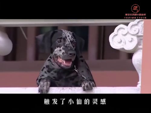 潮汕小品《仙佛造桥》1215秒